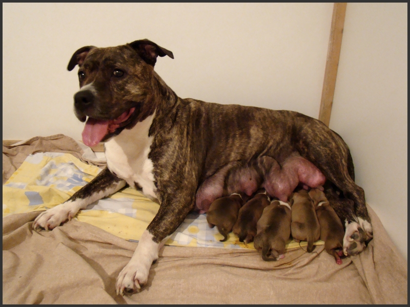 Chiots de AKIRA et URGOS