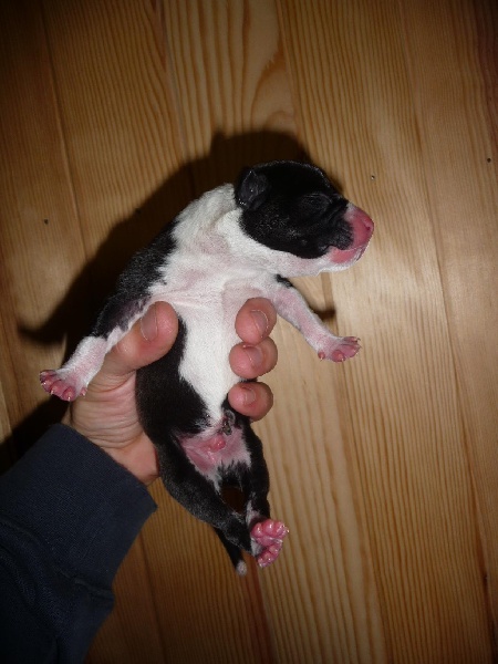 Chiots AKIRA et CHOK DEE